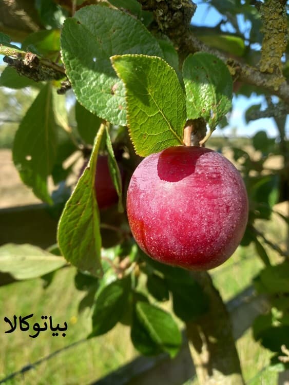 کاشت انواع آلو در سردشت